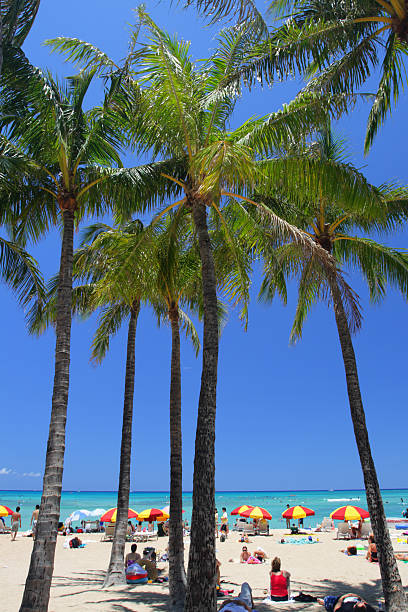 istock Waikiki Beach, Honolulu, Oahu, Hawaii 474184504
