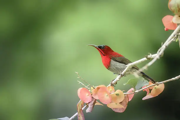 Beautiful Red Bird (Crimson Sunbird) perching on branch