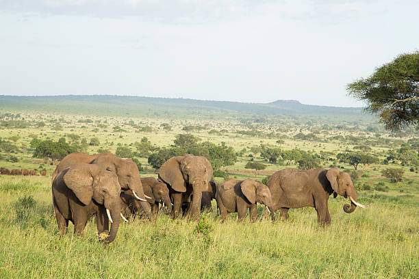 istock African Elephants (Loxodonta africana) in Tanzania 474185311