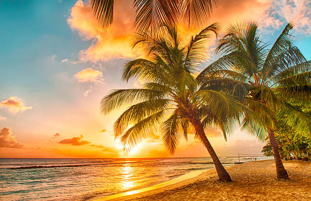 Barbados Beautiful sunset over the sea with a view at palms on the white beach on a Caribbean island of Barbados coconut photos stock pictures, royalty-free photos & images