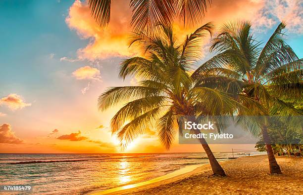 Barbados Stock Photo - Download Image Now - Beach, Sunset, Palm Tree