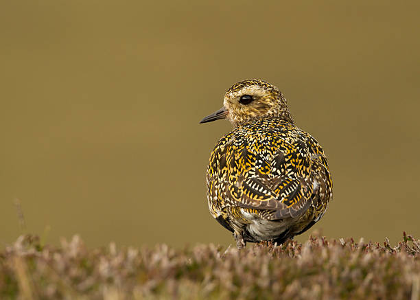 European Golden Plover (Pluvialis apricaria) Close up of a European Golden Plover (Pluvialis apricaria) in Shetland islands, UK apricaria stock pictures, royalty-free photos & images