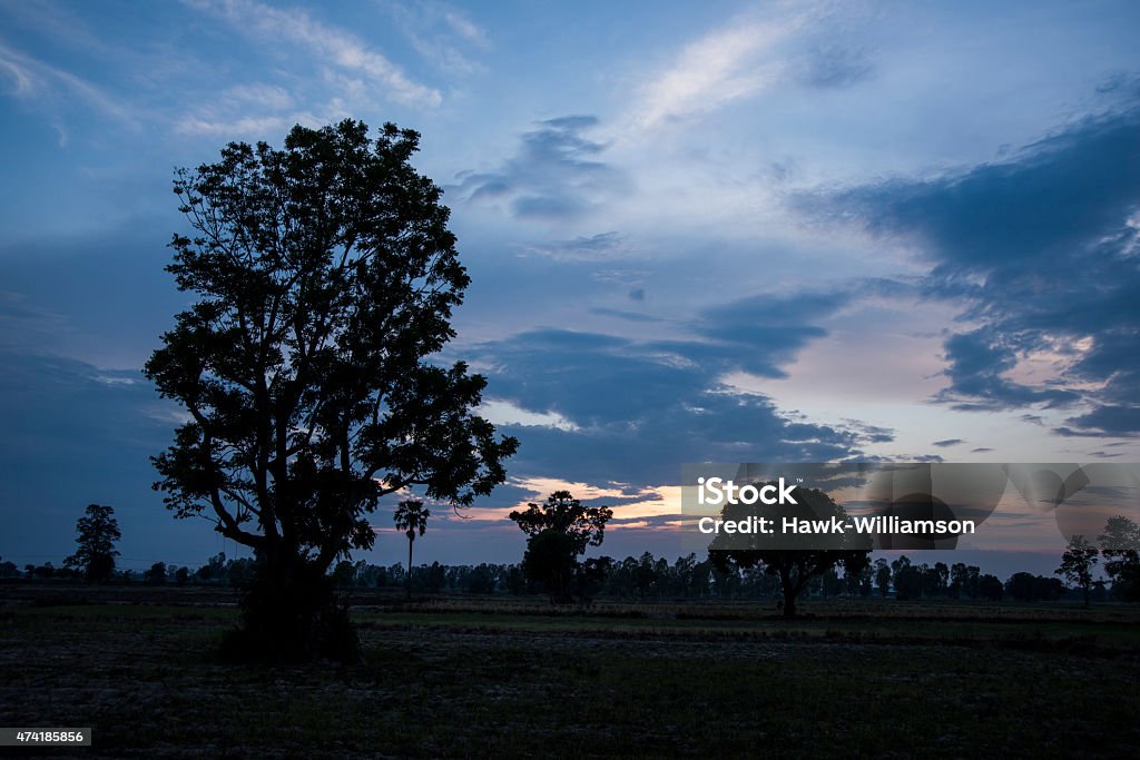 Tree silhouette beautiful sunsets and sunrises Tree silhouette beautiful sunsets and sunrises weather patterns beautiful sunsets and sunrises 2015 Stock Photo