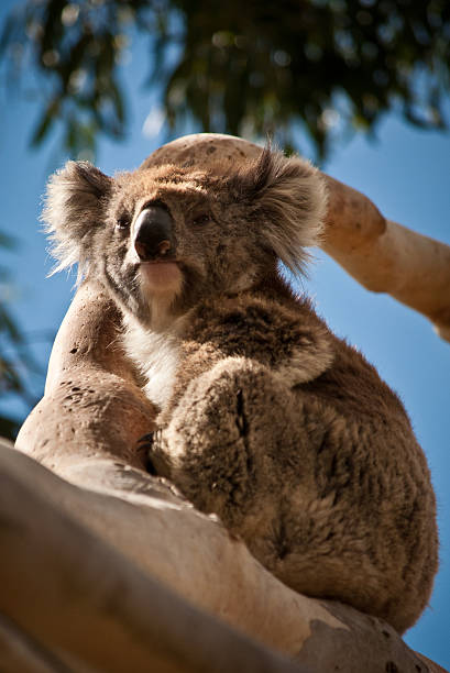 Koala stock photo