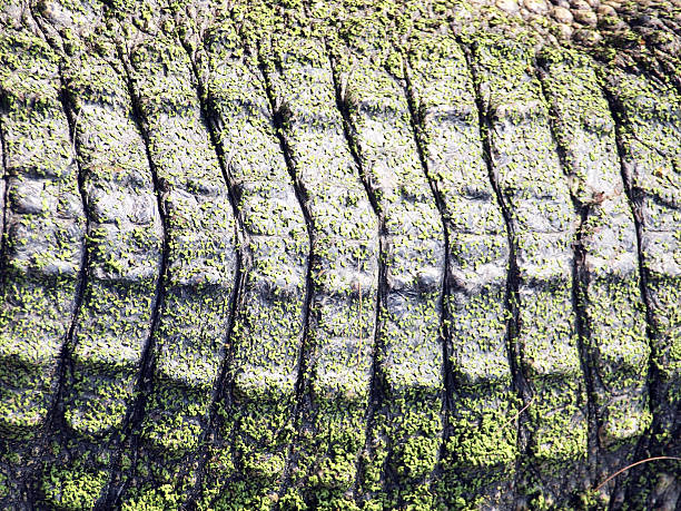 istock Crocodiles close up in Thailand 474185866