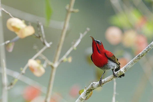 istock Beautiful Red Bird (Crimson Sunbird) perching on branch 474186784