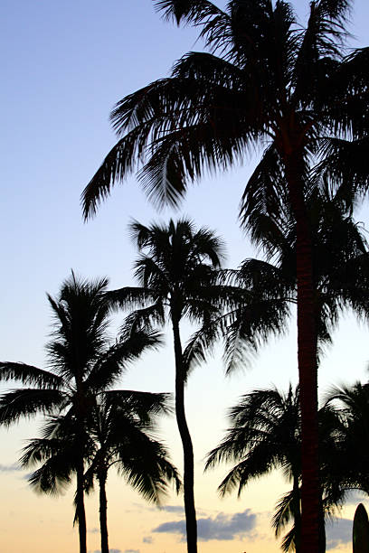 istock Waikiki Beach at night (Honolulu, Oahu, Hawaii) 474186802