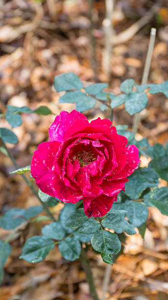 istock Flowering red roses in the garden 474187130
