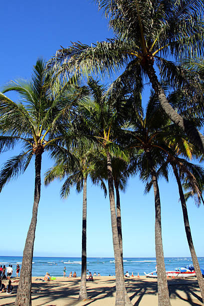 Stock image of Waikiki Beach, Honolulu, Oahu, Hawaii