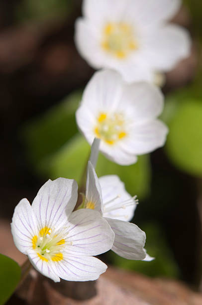 istock Wood Sorrel (Oxalis) flowers 474187348