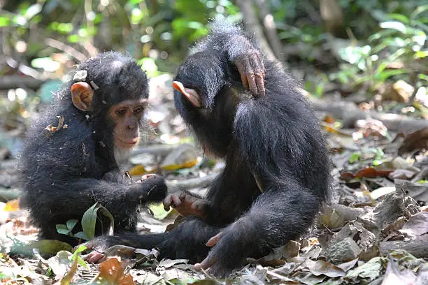 Two baby chimpanzees (Pan troglodytes) playing on the ground in Gombe Stream National Park, Tanzania