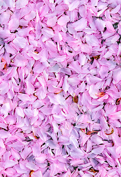 istock pink blossom of a tree 474189736