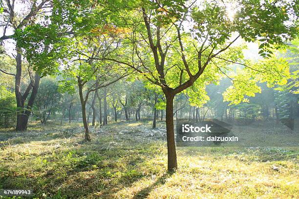 Forest Stock Photo - Download Image Now - Autumn, Back Lit, Beauty
