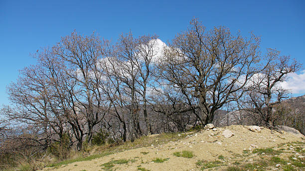 istock Trees in the Crimean mountains 474189959