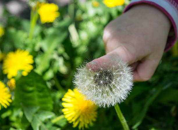 istock Dandelions and child's hand on grass background 474190274