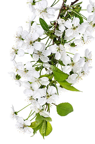 istock apple flowers branch isolated on a white background 474190452