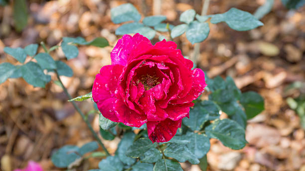istock Flowering red roses in the garden 474190654