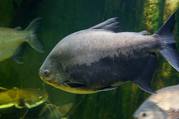 istock Groupers, Swordfish and lots of fish 474190728