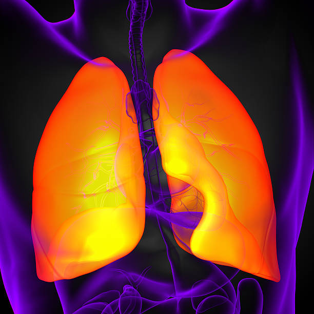istock 3d render medical illustration of the human lung 474191470