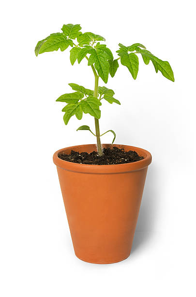 istock Tomato Seedling Plant in pot On White 474191618