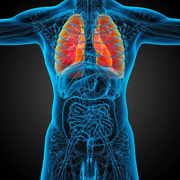istock 3d render medical illustration of the human lung 474192356