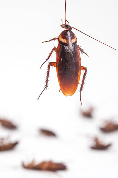 istock cockroach hanging is dead shoot on white background 474192726