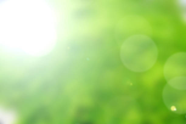 green nature bokeh background abstract