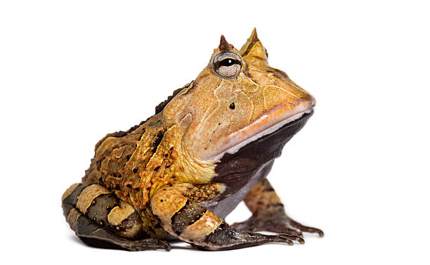 Argentine Horned Frog, Ceratophrys ornata, isolated on white