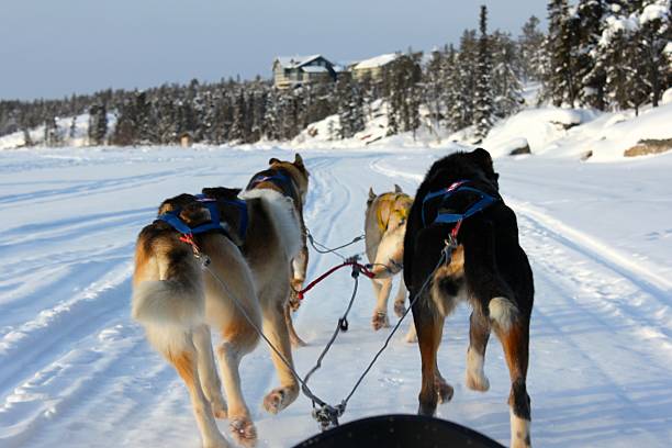 ártico trineo con perros - yellowknife fotografías e imágenes de stock