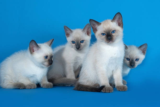 istock Four Thai white kitten sitting on blue 474193594