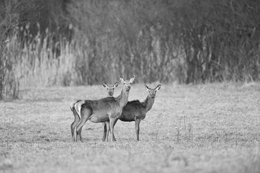 Hind and two young deer standing on meadow and looking at camera