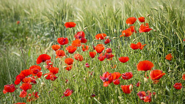 istock Red poppy flowers on a green grass field 474193748