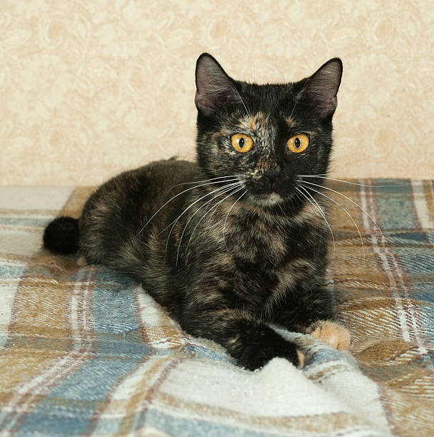 istock Tortoiseshell cat lies on plaid blanket 474194462