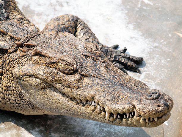 istock Crocodiles close up in Thailand 474194528