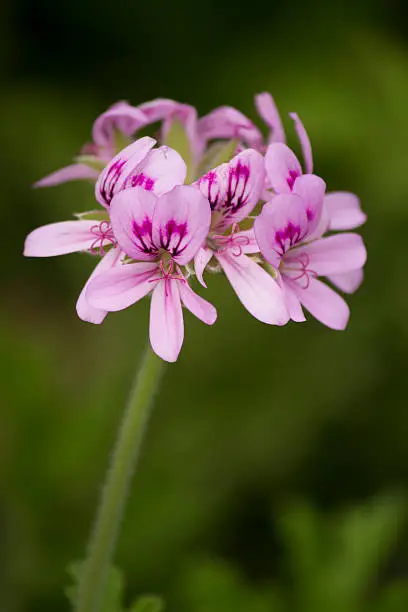 Photo of Pink geranium