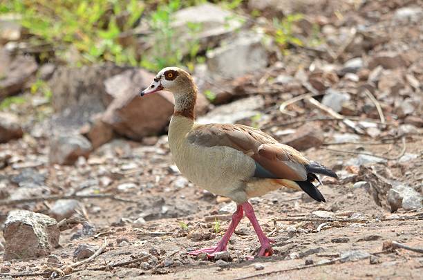 istock Egyptian Goose 474195187