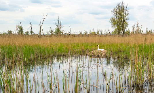 Swan hatching on its nest in nature in spring