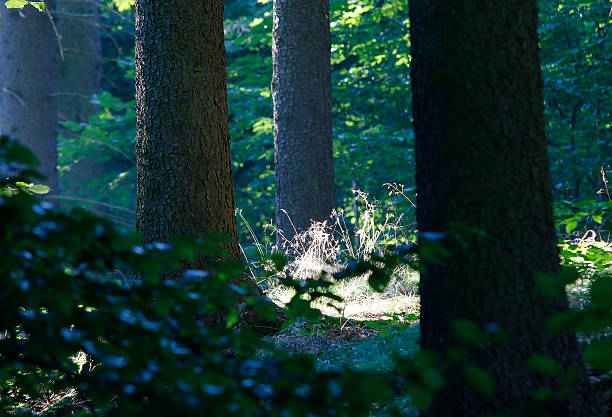 istock Quiet And Peaceful Place In The Forest 474195698