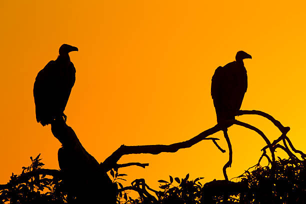 istock White Backed Vultures (Gyps africanus), South Africa 474196445