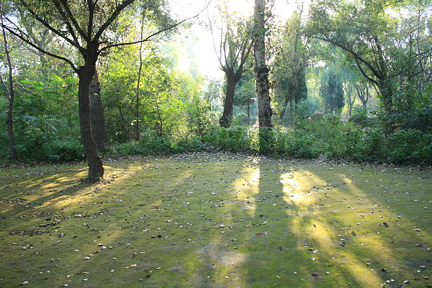 林 - forest sunbeam tree light ストックフォトと画像