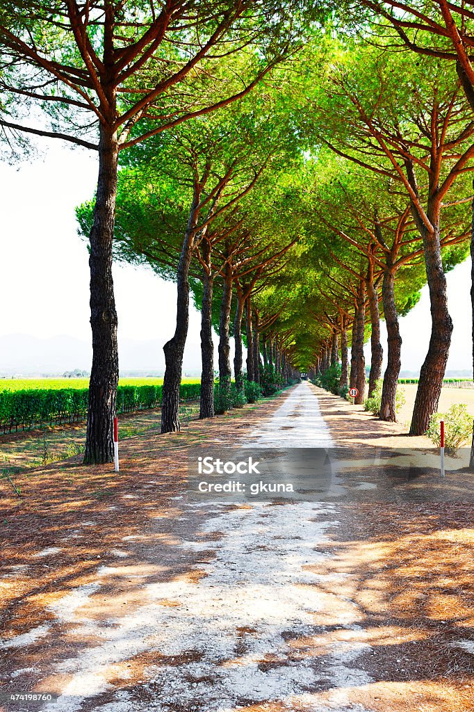 Canopy Asphalt Road between Vineyards and Plowed Fields in the Tuscany 2015 Stock Photo