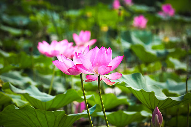 istock pink lotus flower in bloom 474199225