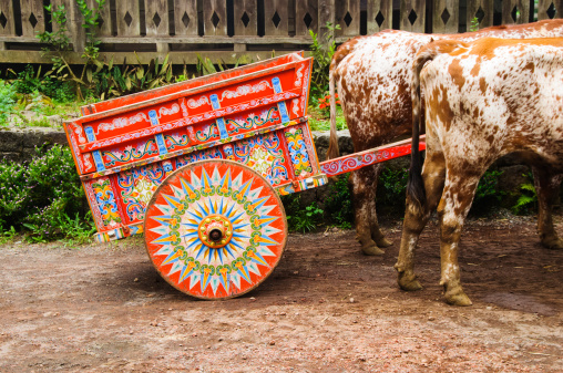 A pair of oxen pulling a  typical colorfully painted Costa Rican ox cart.