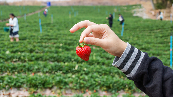 picking strawberry for fun at a farm