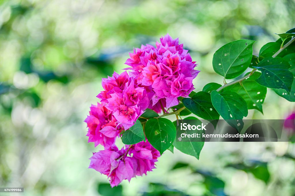 bougainvillea flowers 2015 Stock Photo