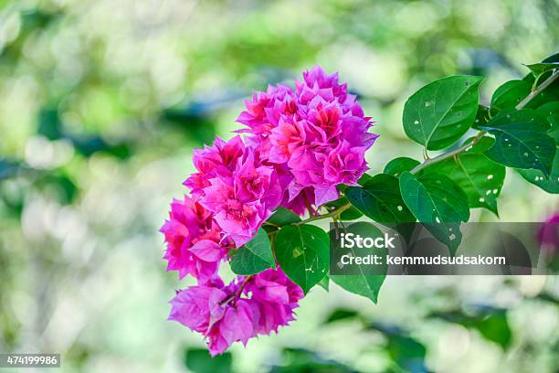 Bougainvillea Flowers Stock Photo - Download Image Now - 2015, Backgrounds, Bougainvillea