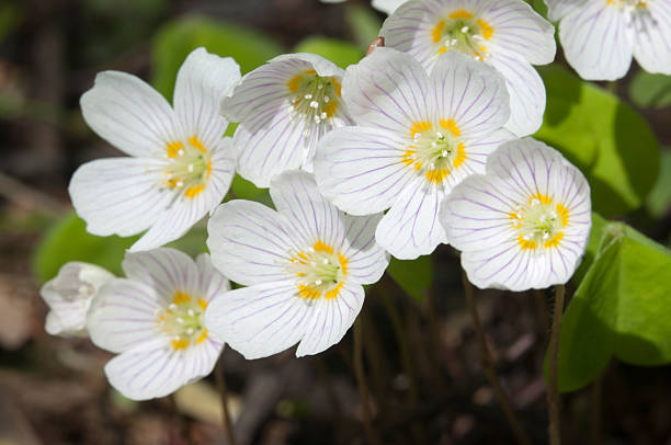 istock Wood Sorrel (Oxalis) flowers 474200416