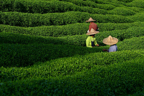 selettori di tè - tea crop picking agriculture women foto e immagini stock