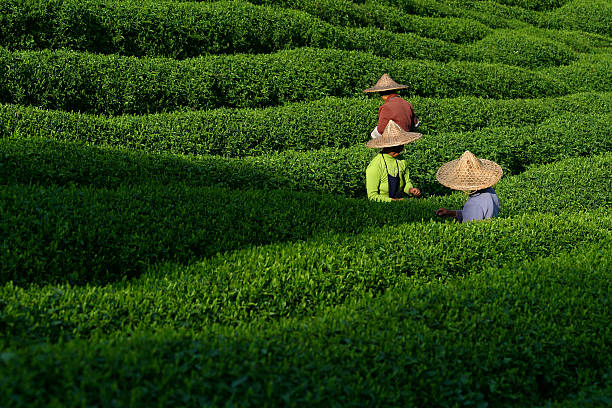 Tea pickers stock photo