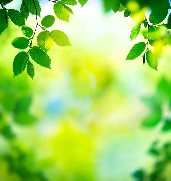 istock Fresh Green Leaves 474201101